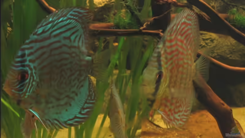 Rottürkis und Flächentürkis  von Hubert Demonty (26)