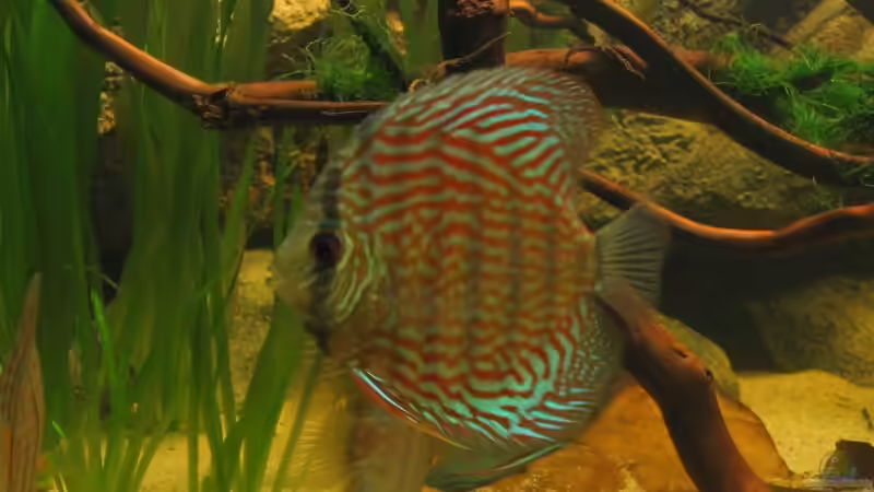 Rottürkis von Hubert Demonty (24)