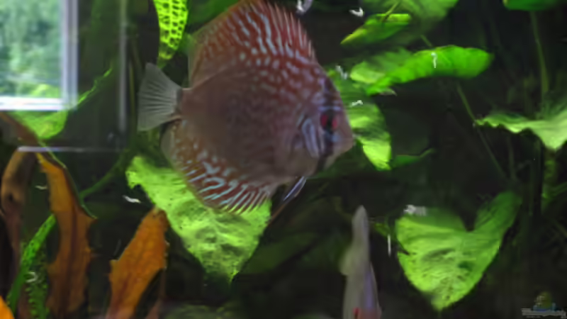 Rottürkis von Korbi (44)