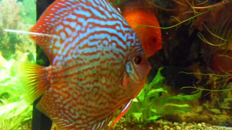 Rottürkis von Ulrich Sauerhering (92)