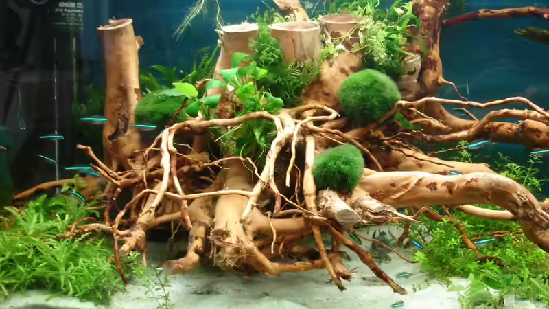 Rotwurzel von Grünhexe (151)