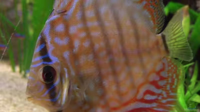 Royal Blue 8,0 cm von Matoba (32)