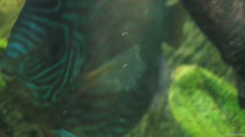 Royal Blue von Friedrich Straßl (19)