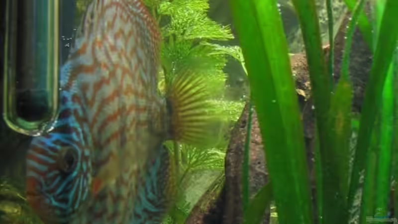 Royal Blue von Friedrich Straßl (20)