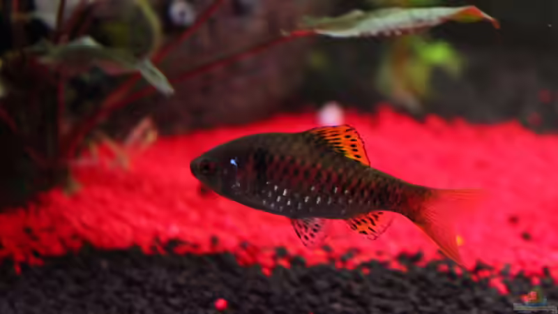 Rubinbarbe von Chaos Master (19)