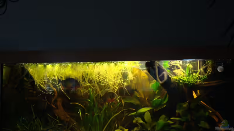 Rudel von Pülschi 87 (6)