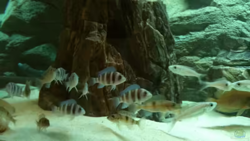 Rudelbildung wo hin gehe ich jetzt .... von Manuel Jettki (12)