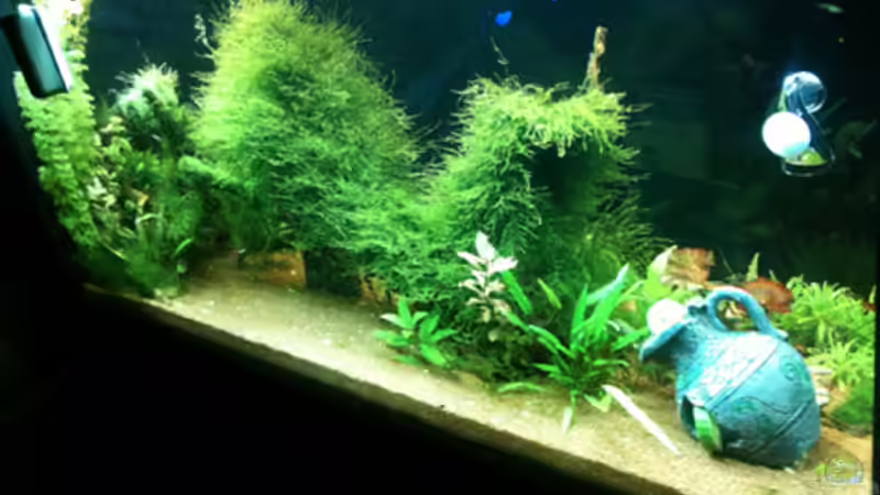 Rückansicht 20-10-10 von Flevus (14)