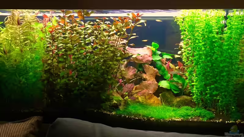 Rückansicht nach 4 Monaten von Cookiemonster (9)