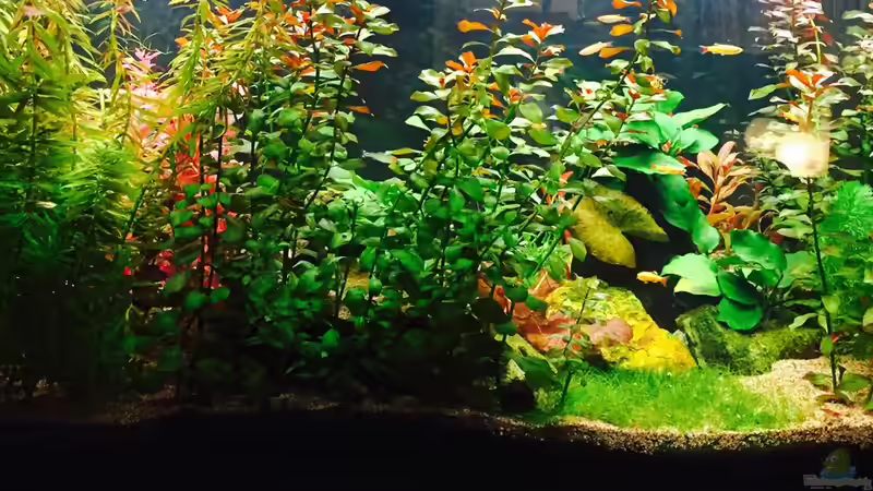 Rückansicht nach Umgestaltung von Cookiemonster (15)