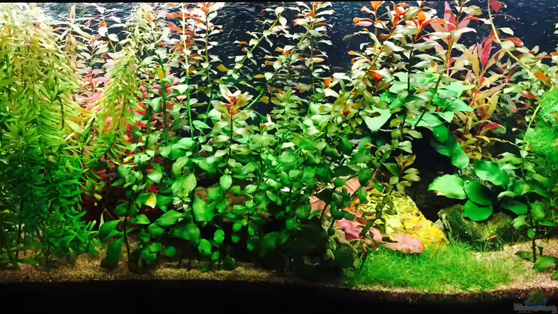 Rueckansicht September 2015 von Cookiemonster (16)