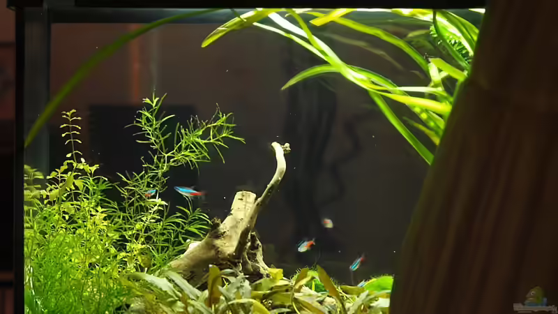 Rückansicht total von rapid (6)