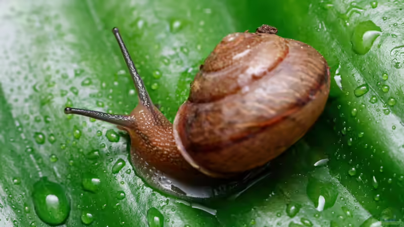 Rückblick: Was der Juli 2025 den Gärten brachte