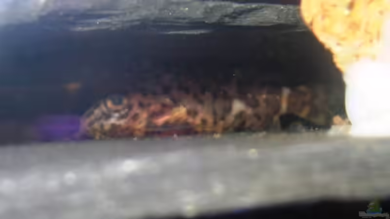 rückenschwimmender Kongowels (aufgenommen 28.11.06) von Monika Maier (23)