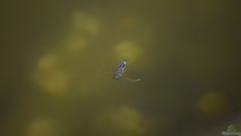 Rückenschwimmer 12.05.2019 von Acki50 (58)