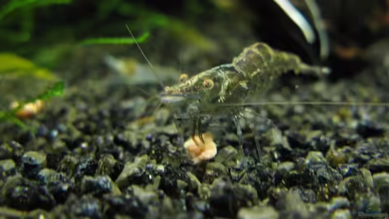 Rückenstrich von gestresster (Sven) (17)