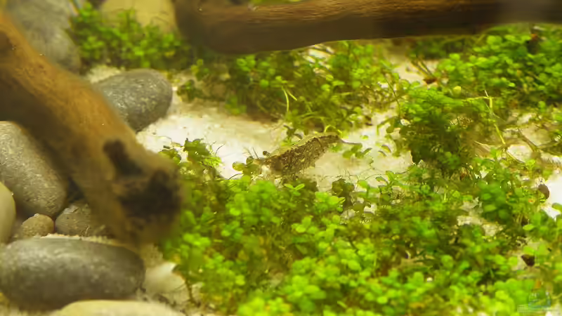 Rückenstrichgarnele - 02.07.2011 von bergfrau (51)