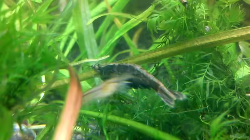 Rückenstrichgarnele Ausgewachsen von @mazonas (54)