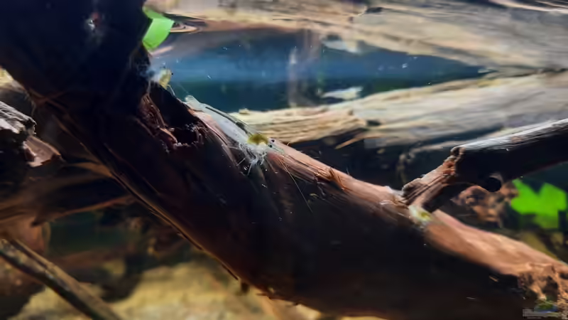 Rückenstrichgarnele von Berlin42 (13)