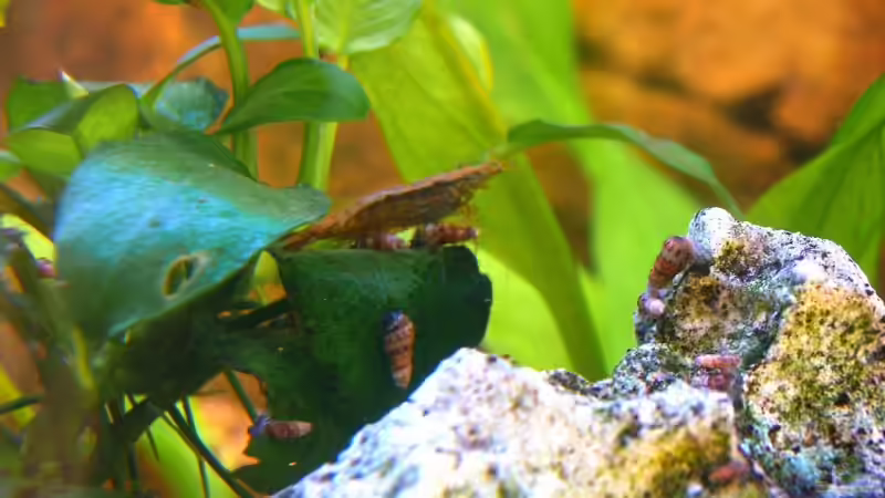 Rückenstrichgarnele von Lee Kienle (19)