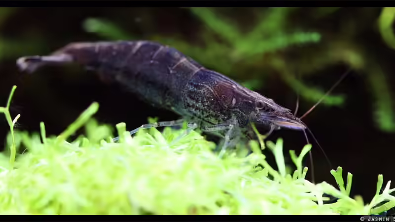 Rückenstrichgarnele von Tamura (13)