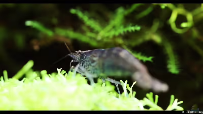 Rückenstrichgarnele von Tamura (14)