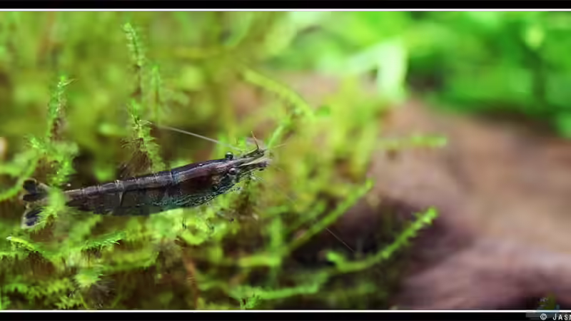 Rückenstrichgarnele von Tamura (16)