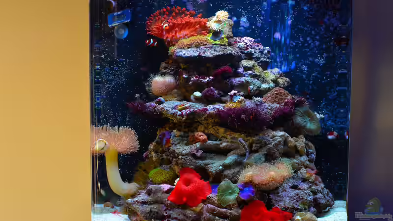 Rückrüstung auf orig. Hardware als Anemonenbecken von Brookshaw (1)