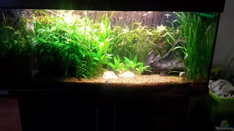 Rückschnitt 7.5.14 von Ferbi (20)