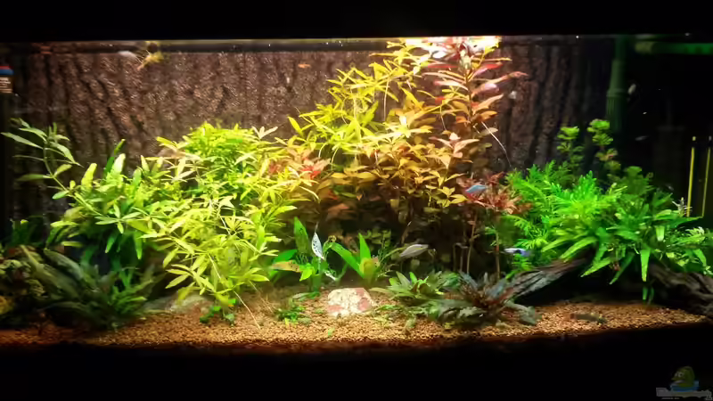 Rückschnitt irgendwann Sommer / Herbst 2015 von Ferbi (21)