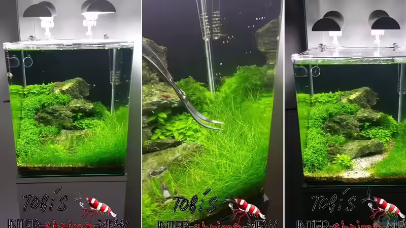 Rückschnitt von Intershrimpview (12)