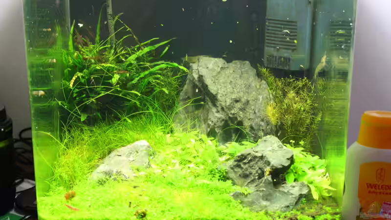 Rückschnitt von Jaime (2)