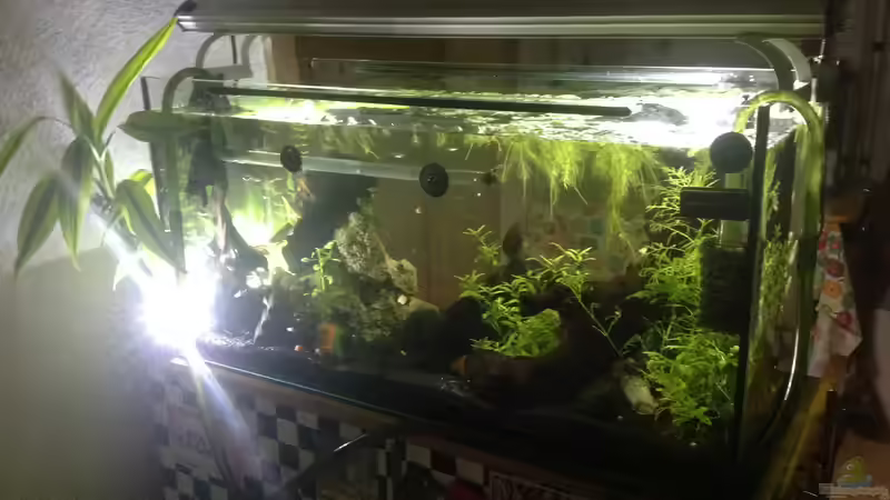 Rückseite, Lochgestein weitesgehend wüentferntd, mehr Mangrovenwurzeln und neuer von Ditti (2)