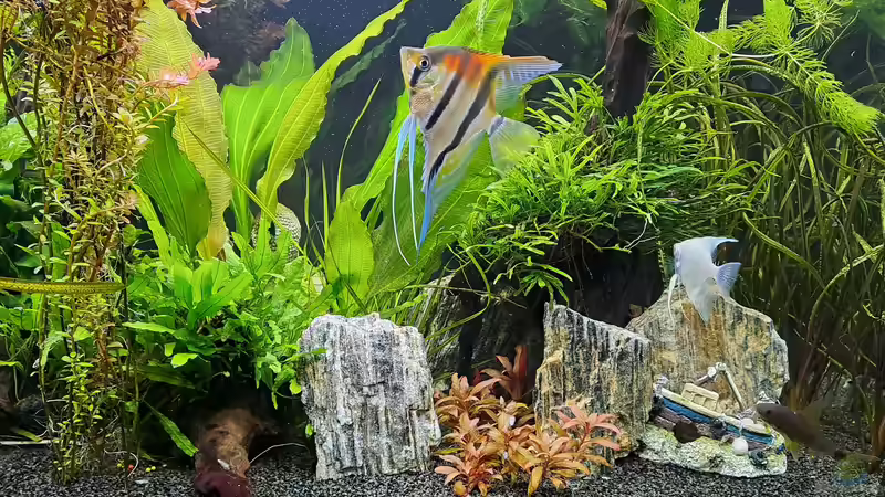 Rückseite rechts von iceman80 (4)