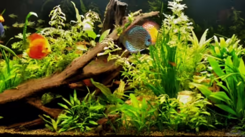 Rückseite (vom Fenster aus) von lod (7)