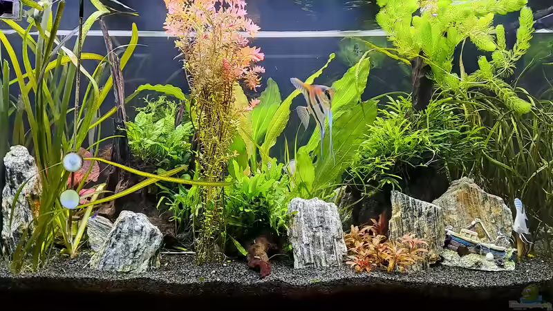 Rückseite von iceman80 (5)