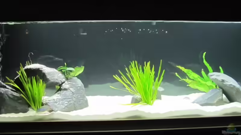 Rückseite von Mazdeur (3)