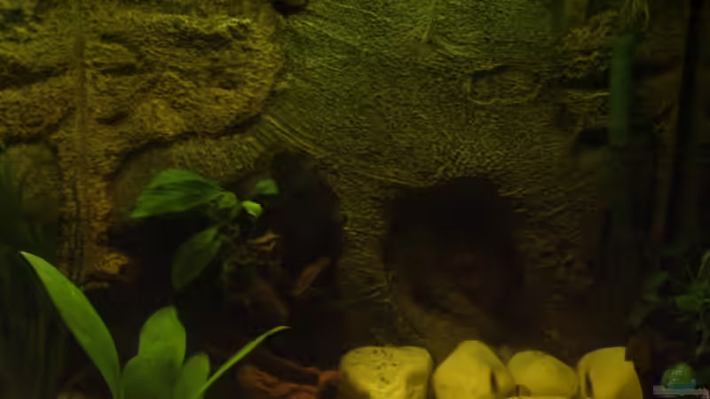 Rückwände Root 600  von Michael Bamberger (6)