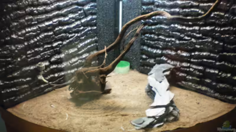 Rückwände von Juwel von Thomas Ahrens (24)