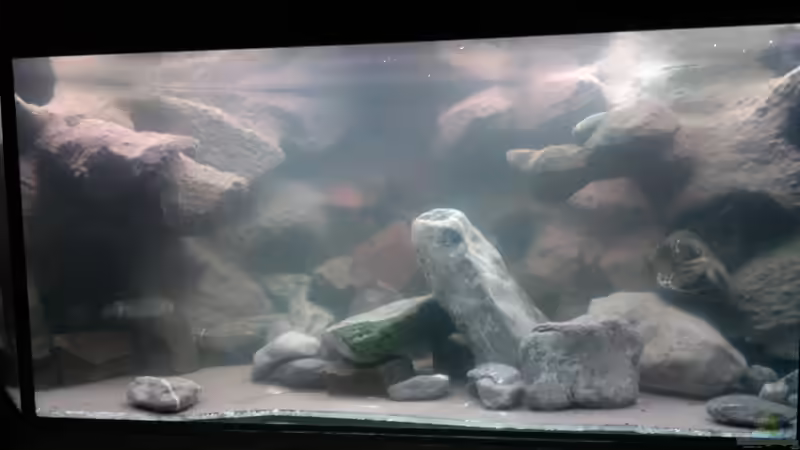 Rückwände wässern von wadde (37)