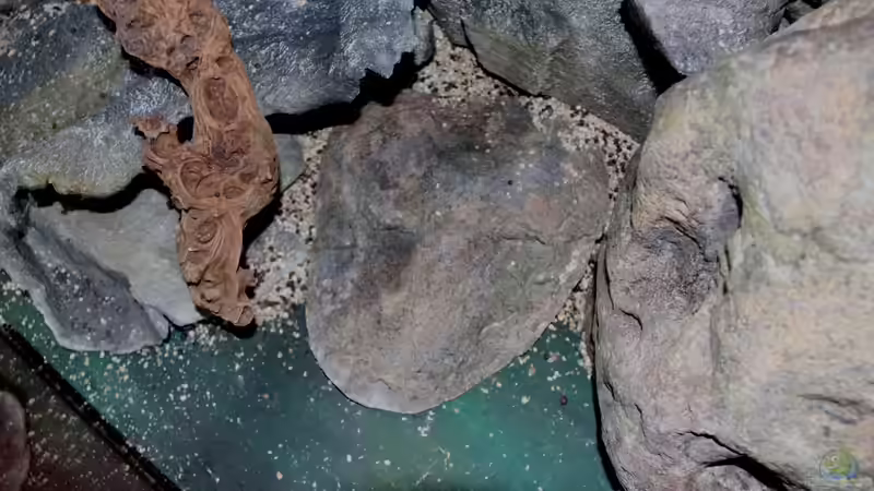 rückwärtiger Ausschnitt als Bodenplatte von Cruiser Bruno (60)