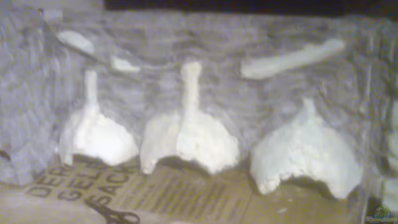 Rückwand 02 von Yejo (5)