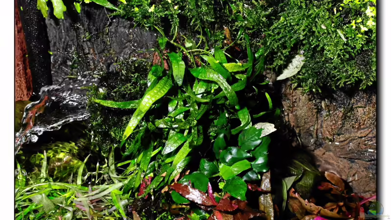 Rückwand 22.03.13 von Ralf64 (45)