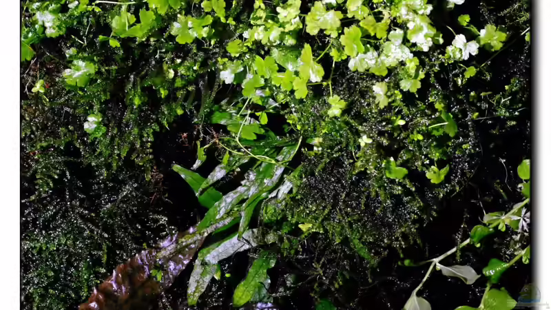 Rückwand 22.03.13 von Ralf64 (48)