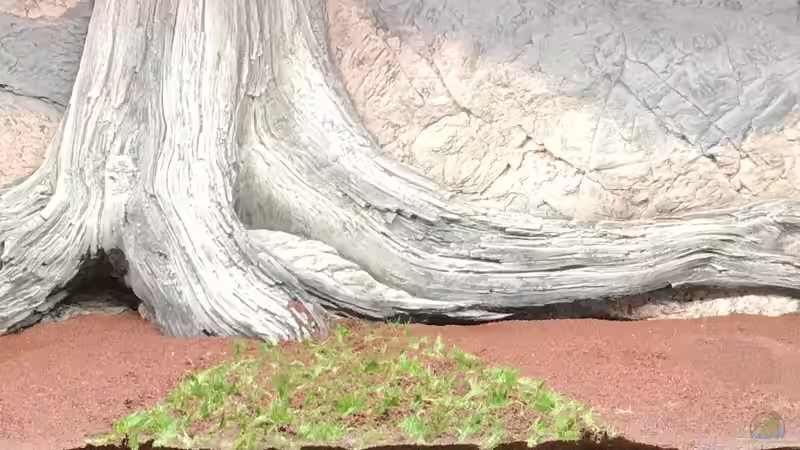 Rückwand Ak-Amazonas von Acero (27)