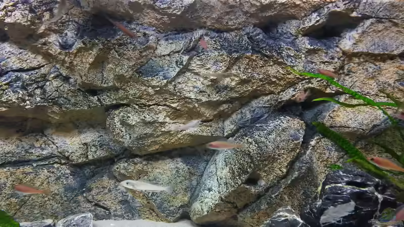 Rückwand als natürliches Habitat für Felsenbewohner von spriggina (26)