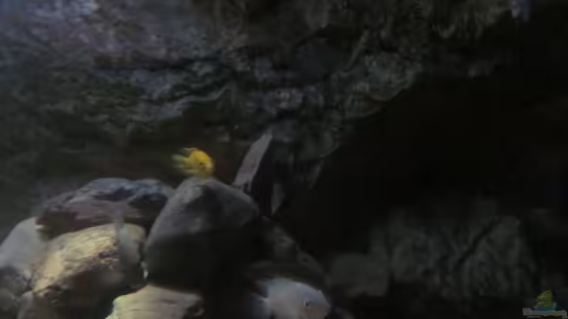 Rückwand bewachsen 13.12.2013 von bergstrasse (17)