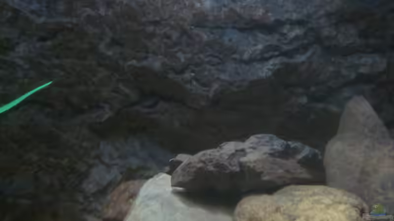 Rückwand bewachsen 13.12.2013 von bergstrasse (18)