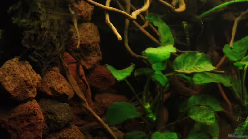 Rückwand diesmal komplett als Unterwasserböschung gestaltet,Bereich Ufernah von Bämbel (27)