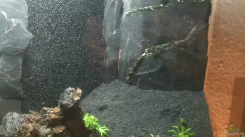 Rückwand eingeklebt mit Quell-Gabelzahn (Fissidens fontanus) von M to the ilan (5)